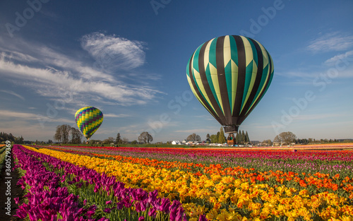 Two hot air balloons above Tulip fields near Woodburn  Oregon