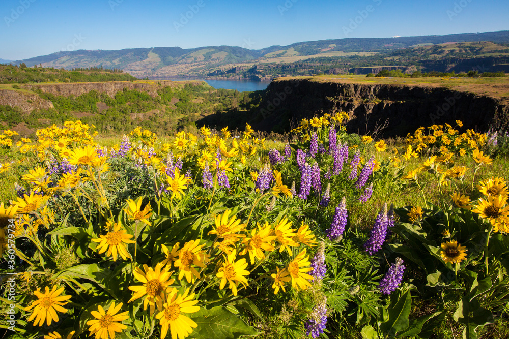 Fototapeta premium Lupine and balsom root flowers and the Columbia River at the Tom McCall Preserve in the Rowena hills in the Columbia River Gorge National Scenic Area., Oregon.