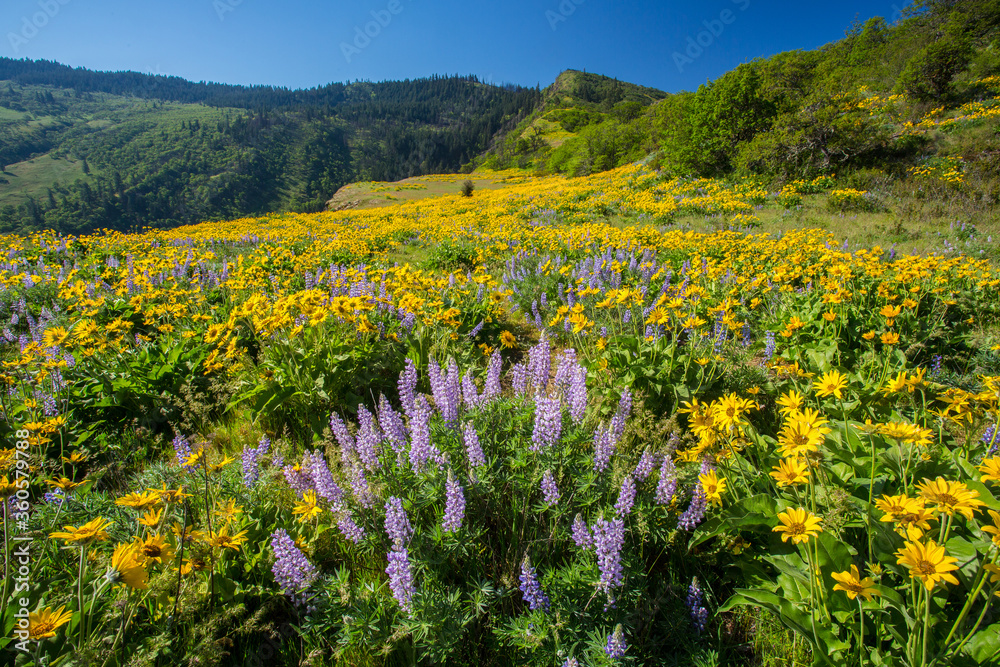 Lupine and balsom root flowers at the Tom McCall Preserve in the Rowena hills in the Columbia River Gorge National Scenic Area., Oregon.