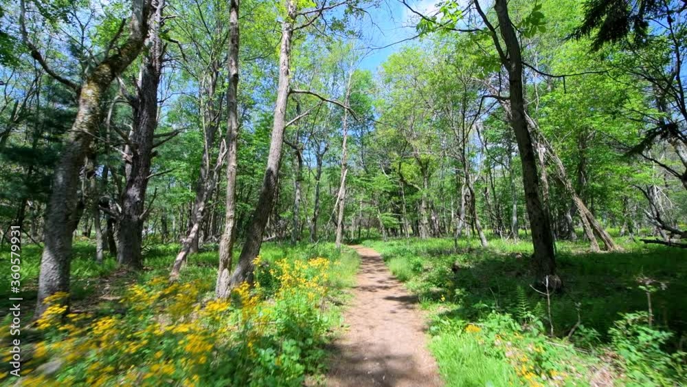 Story of the Forest trail nature in Shenandoah Blue Ridge appalachian mountains in Virginia with road path in woods wide angle handheld pov walking by wildflowers and fern plants Story of the Forest trail nature in Shenandoah Blue Ridge appalachian mountains in Virginia with road path in woods wide angle handheld pov walking by wildflowers and fern plants