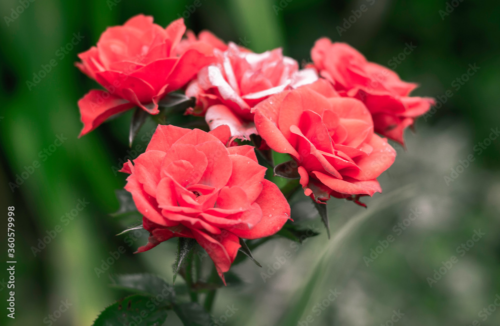 Roses Isolated Background Roses Isolated Background