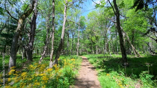 Story of the Forest trail nature in Shenandoah Blue Ridge appalachian mountains in Virginia with road path in woods wide angle handheld pov walking by wildflowers and fern plants