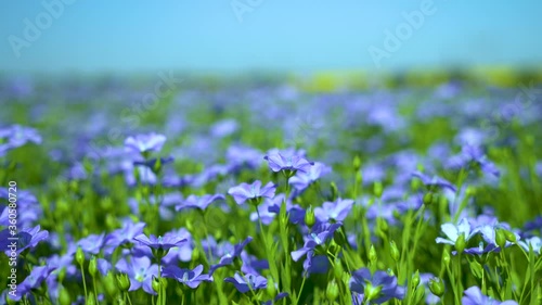 Blue field of flowering flax, flax flowers close-up