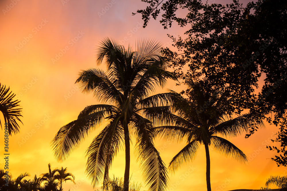 Tropical Palm Tree Silhouettes against Beautiful colorful Tropical Sunset Sky