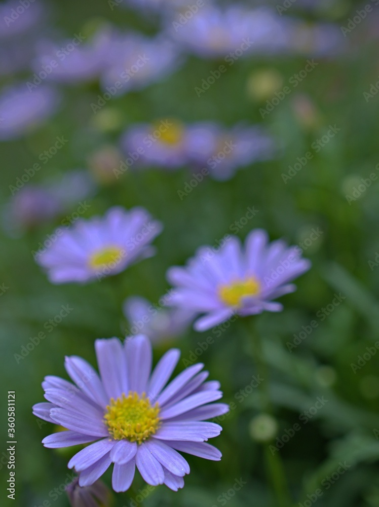 Fototapeta premium close up of purple petals daisy flowers plants in garden with green blurred background and sweet color for card design .macro image ,purple flowers and blur background
