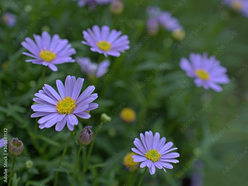 close up of purple petals daisy flowers plants in garden with green blurred background and sweet color for card design .macro image ,purple flowers and blur background close up of purple petals daisy flowers plants in garden with green blurred background and sweet color for card design .macro image ,purple flowers and blur background