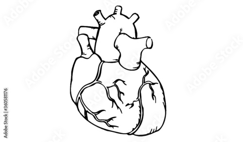corazon