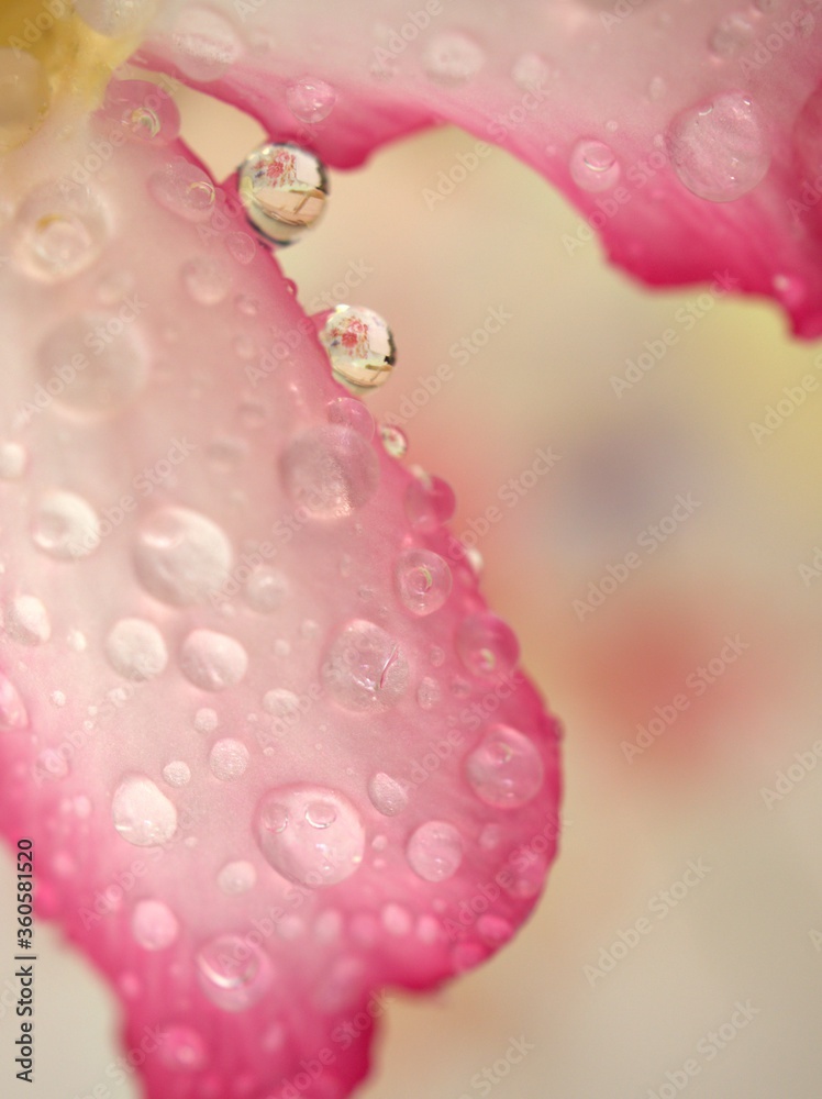 Beautiful abstract water drops on pink petals of desert rose flower and bright blurred background ,macro image , soft focus ,sweet color for card design ,wallpaper, soft focus