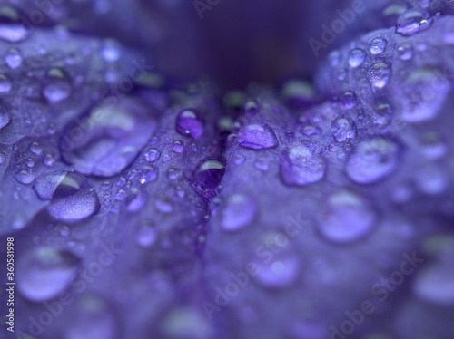 Closeup purple blue petals of petunia flower with water drops background, macro image ,droplets blurred violet petals ,wallpaper, sweet color for card design
