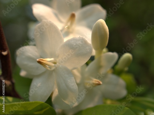 close up petals of white water jasmine flowers plants with bright blurred background , soft focus , macro image ,for card design