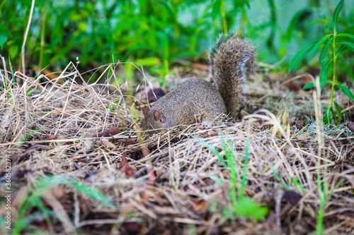 Eastern Gray Squirrel digging in ground looking for food © Chad Robertson