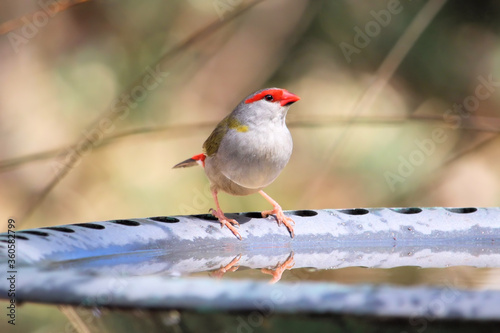 Red-browed Finch (Neochmia temporalis) at birdbath, South Australia photo