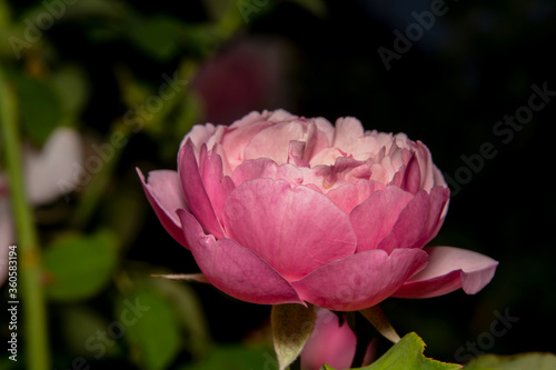 Pink rose fully blossomed with numerous numbers of petals. Thick and beautiful pink rose with beautiful petals with dark background to make it pop