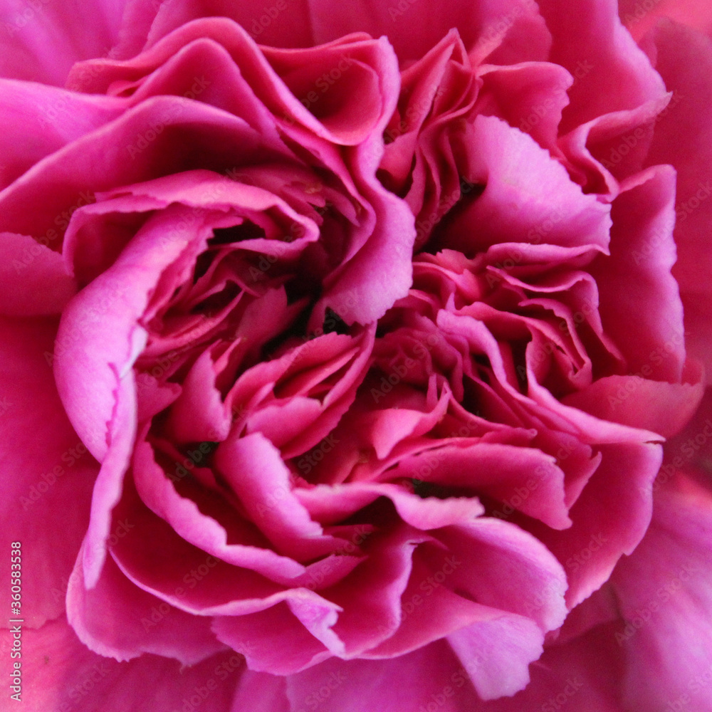 Pink Carnation Square Closeup Pink Carnation Square Closeup