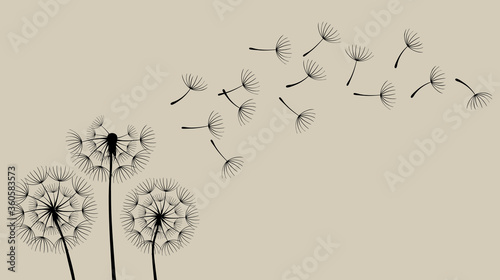 Hand drawn of Dandelions on the paper background
