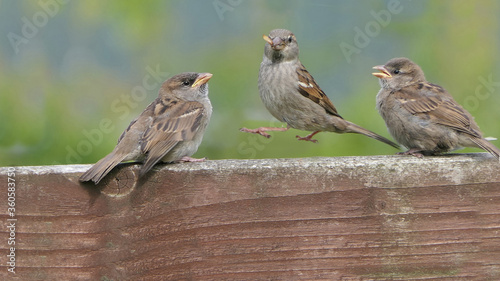 House Sparrow Feeding young chicks