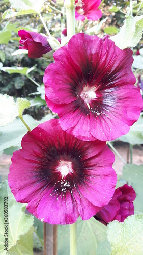 Pink and deep pink petunias Strong petals With white pollen at the base of the flower.