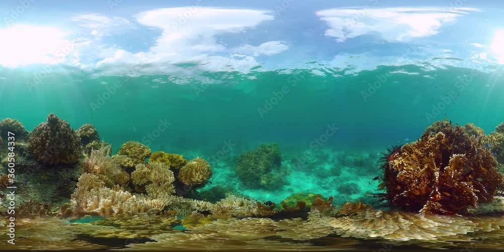Underwater Scene Coral Reef 360VR. Tropical underwater sea fishes. Panglao, Philippines. Underwater Scene Coral Reef 360VR. Tropical underwater sea fishes. Panglao, Philippines.