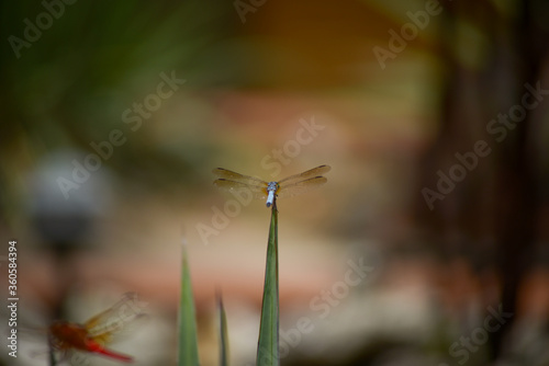 dragonfly in the garden © Benjamin