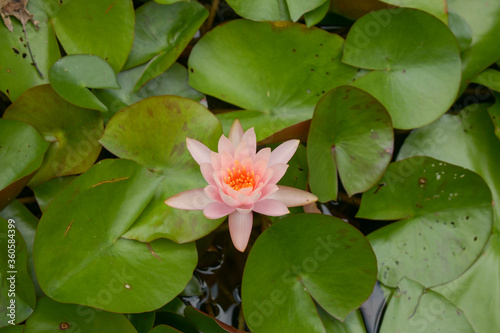 pink water lily