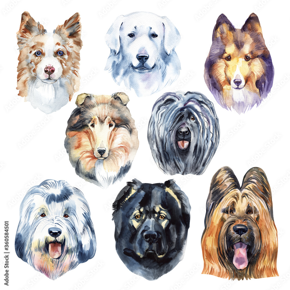 Herding dogs watercolor illustration set isolated on white background
