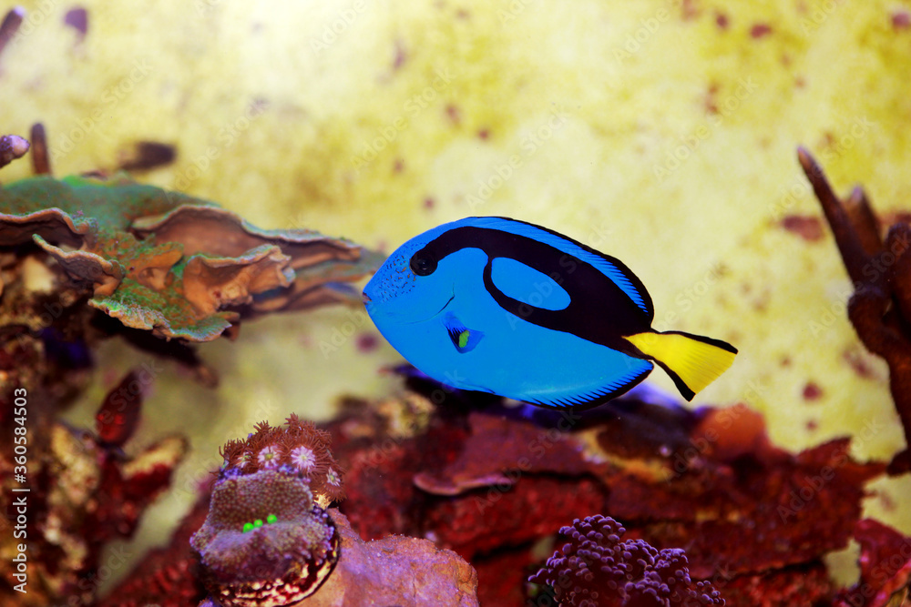 Pacific regal blue tang - Paracanthurus hepatus Pacific regal blue tang - Paracanthurus hepatus