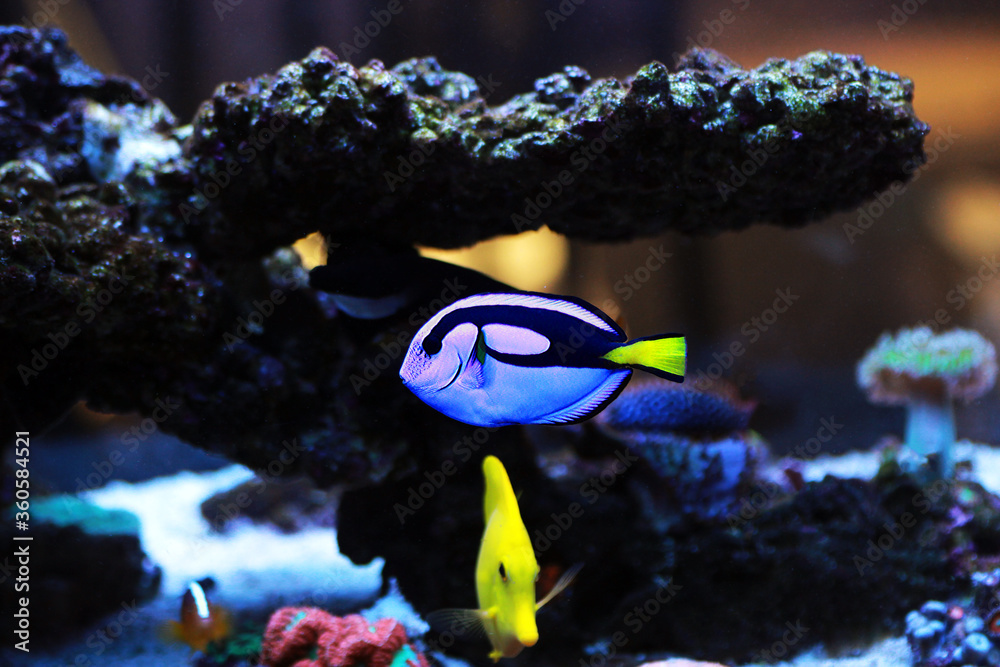 Pacific regal blue tang - Paracanthurus hepatus Pacific regal blue tang - Paracanthurus hepatus