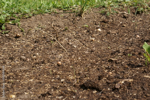 Wallpaper Mural a brown and green garden top view. sow lawn, brown soil Torontodigital.ca