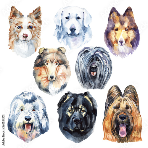 Herding dogs watercolor illustration set isolated on white background © Natali_Mias