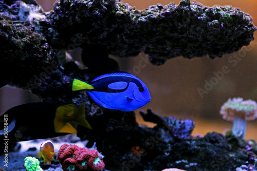 Foto Pacific regal blue tang - Paracanthurus hepatus