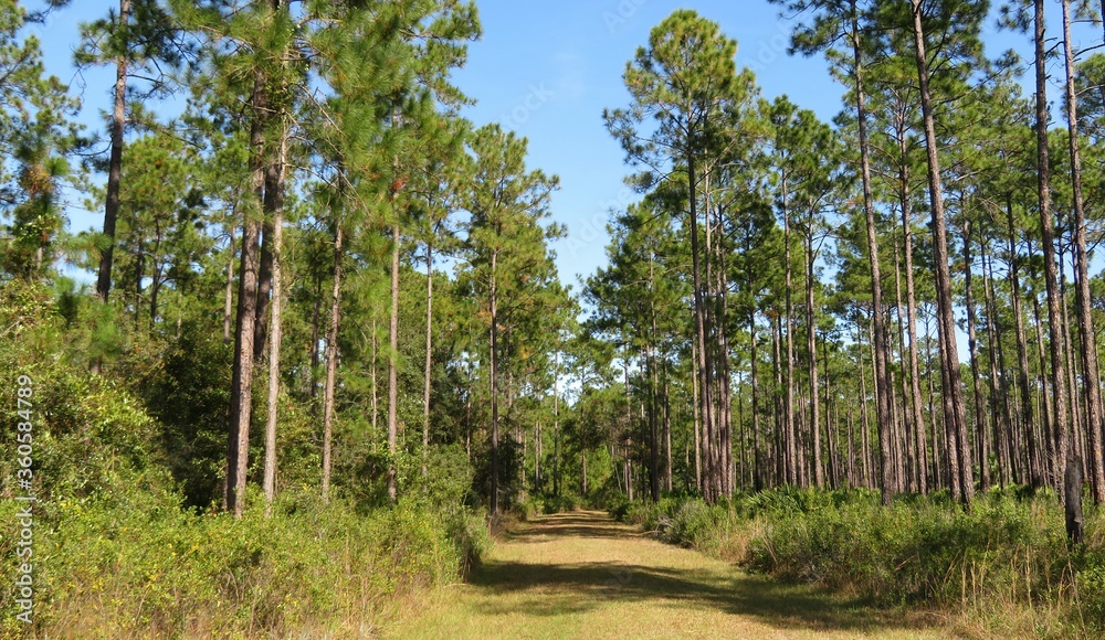 Beautiful landscape of North Florida wild forest and nature Beautiful landscape of North Florida wild forest and nature