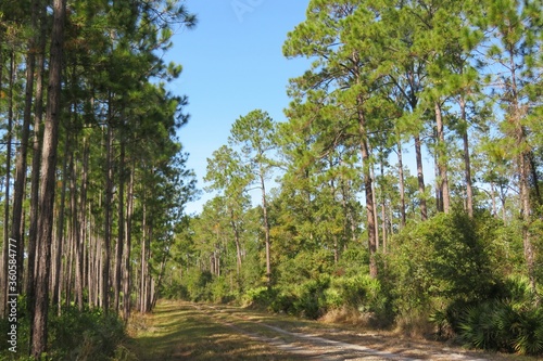 Fototapeta Naklejka Na Ścianę i Meble -  Beautiful landscape of North Florida wild forest
