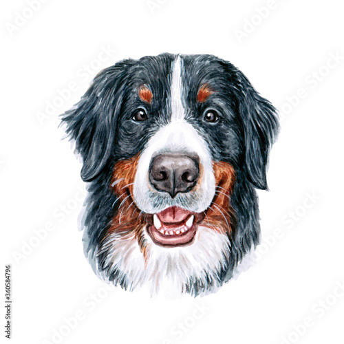 Watercolor illustration of a funny dog. Hand made character. Portrait cute dog isolated on white background. Watercolor hand-drawn illustration. Popular breed dog. Bernese Mountain