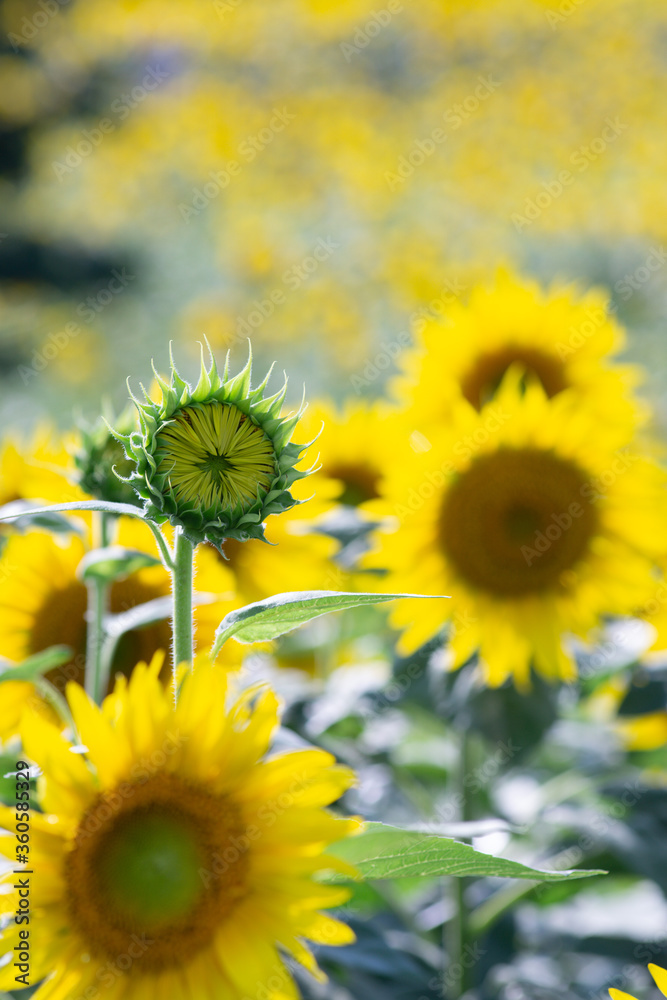 Fototapeta premium Beautiful Sunflower in summer in Japan
