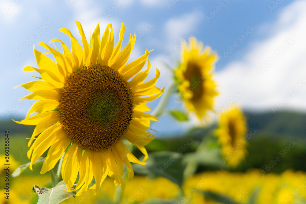 Beautiful Sunflower in summer in Japan Beautiful Sunflower in summer in Japan