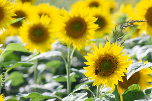 Beautiful Sunflower in summer in Japan