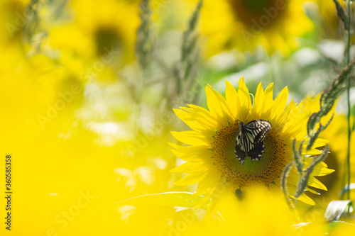Beautiful Sunflower in summer in Japan