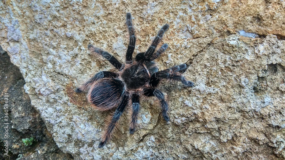 photo of a wild black tarantula of indonesia photo of a wild black tarantula of indonesia