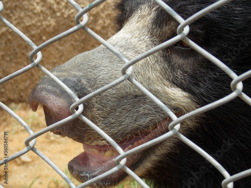 Indian bear in zoo close up shots against fence