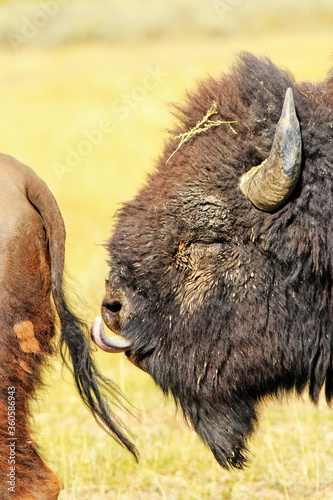 Male bison curling its tongue, Yellowstone National Park, Wyoming photo