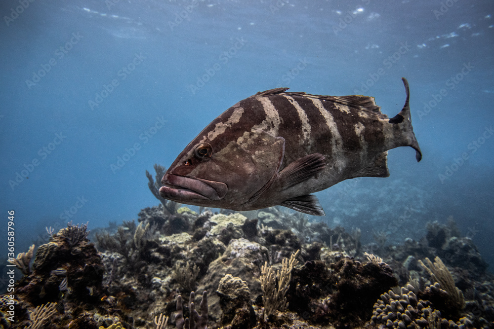 Naklejka premium Nassau Grouper