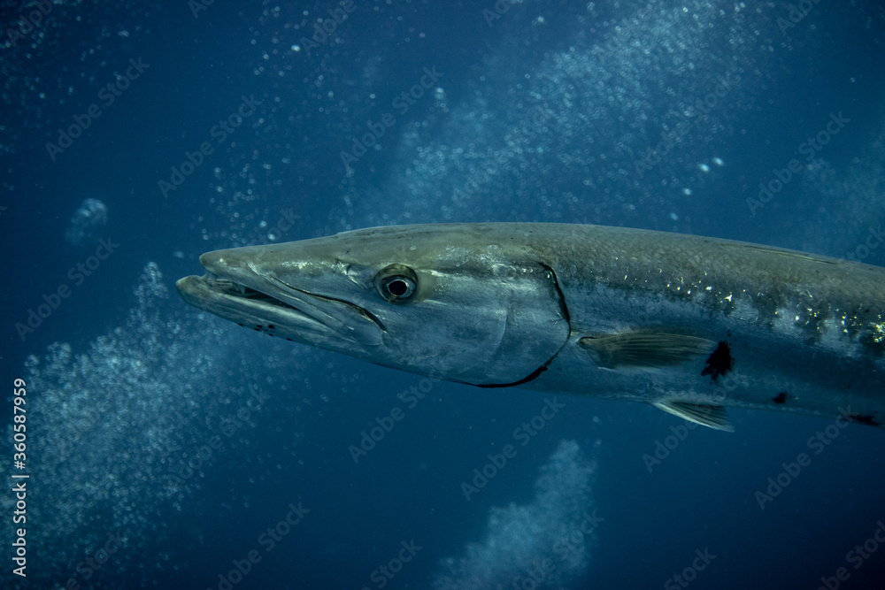 Fototapeta premium Barracuda 