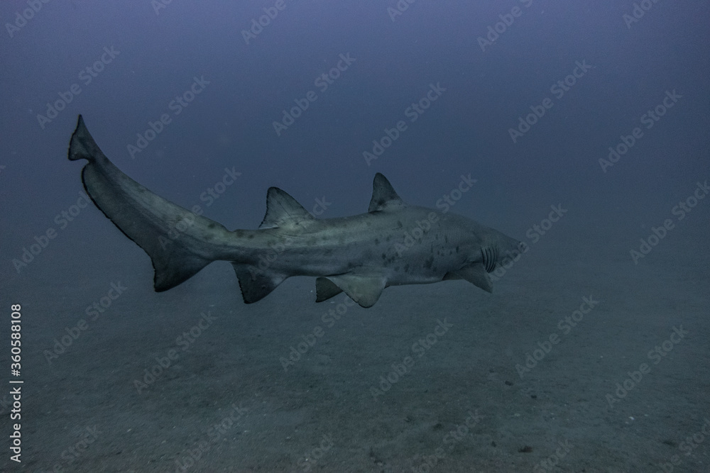 Fototapeta premium Sand Tiger Shark