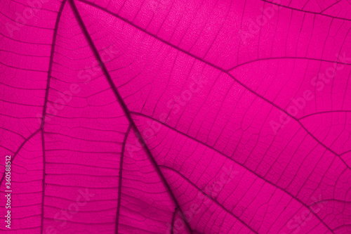 Close-up pink leaves for design work, including copying text