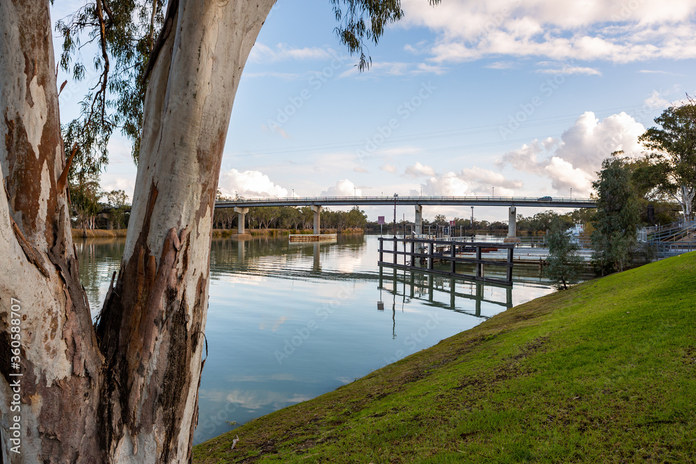 An iconic red gum tree on a calm river murray located in the river land at Berri South Australia on 20th June 2020