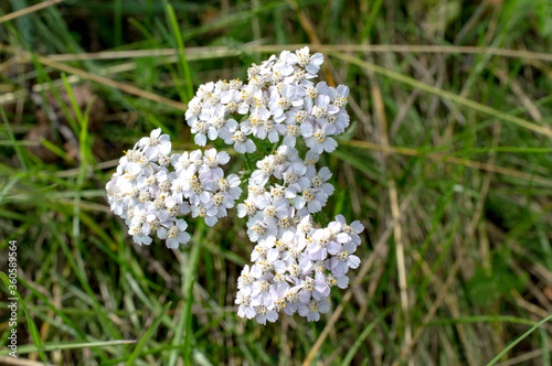 flowers on grass background