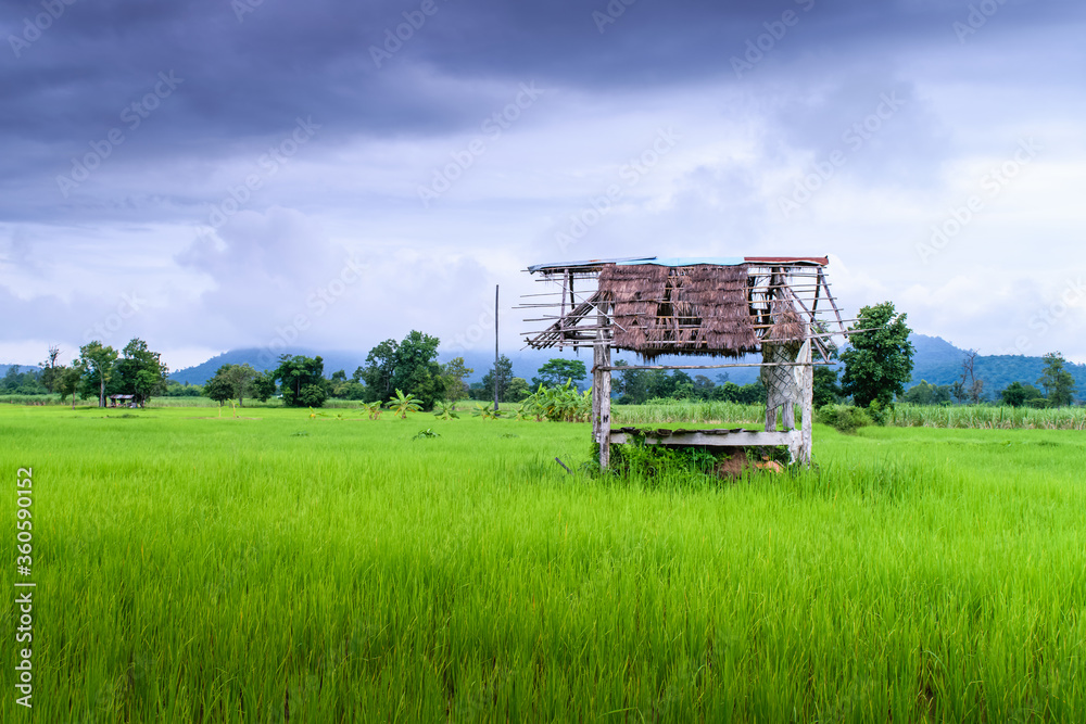 Fototapeta premium Small cottage in paddy field