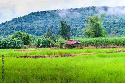 Small cottage in paddy field