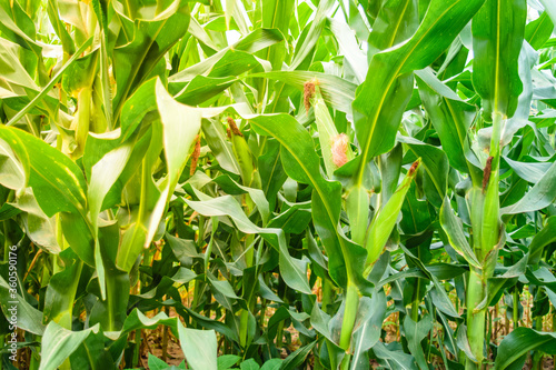 Corn field in agricultural garden