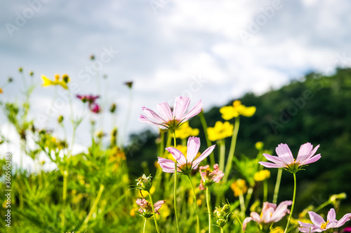 Cosmos flower